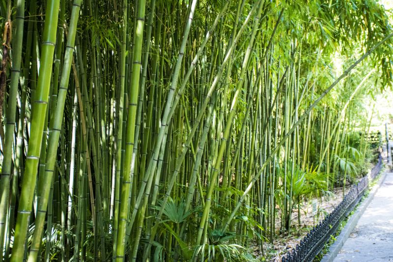 Outdoor Bamboo Features
